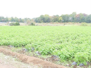 2008_11_08_jaga1.JPG