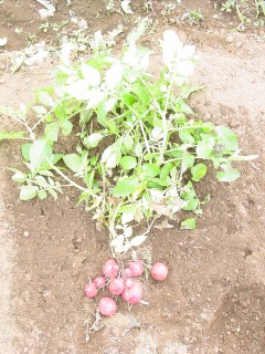 2008_11_08_jaga2.JPG
