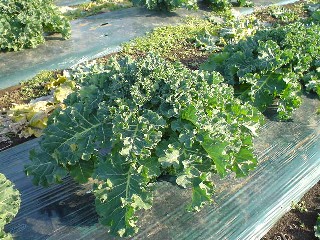 2008_12_20 puti1.JPG
