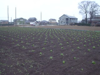 2009_01_30 soramame1.JPG