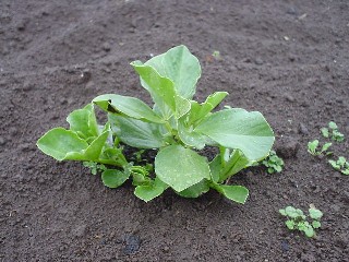 2009_01_30 soramame2.JPG