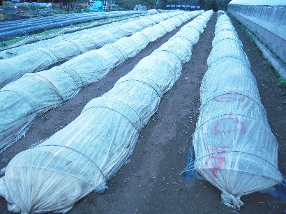 2009_03_14 daikon11.jpg