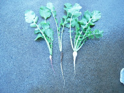 2009_03_14 daikon21.jpg