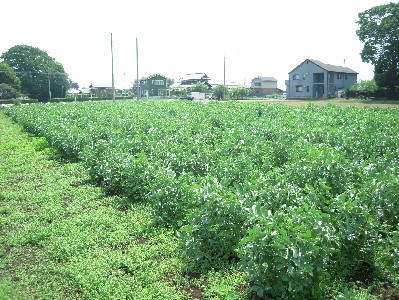 2009_05_09 soramame 002.jpg