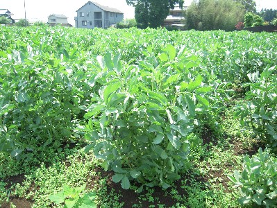 2009_05_09 soramame 003.jpg