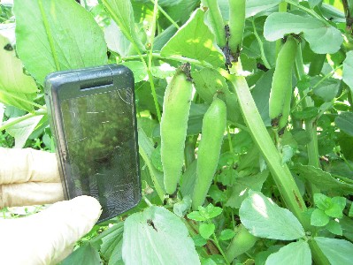 2009_05_09 soramame 007.jpg
