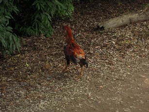 2009_06_20 pepe 008.jpg