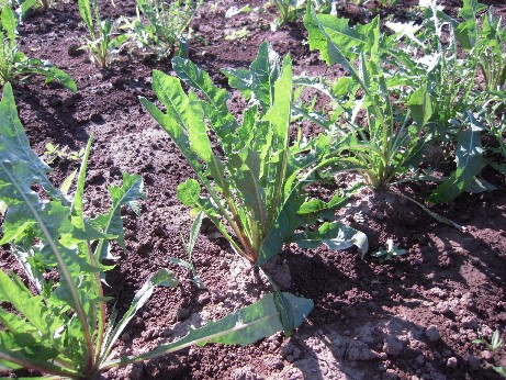 2009_08_15 serori 004.jpg