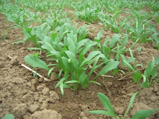 2009_09_12 kabotya 005.jpg