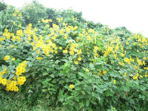 2009_09_12 kabotya 013.jpg