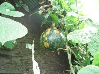 2009_09_12 kabotya 015.jpg