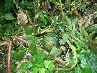 2009_09_12 kabotya 017.jpg