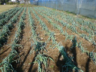 2009_11_21 akahou6.JPG