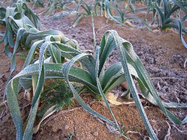 2009_12_20 hyouketu 003.jpg