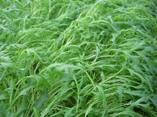 2009_12_20 hyouketu 009.jpg