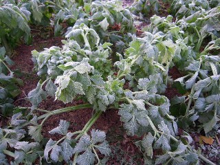 2009_12_20 hyouketu 012.jpg