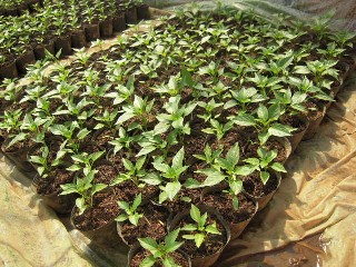 2010_04_14 papurika.jpg