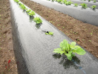 kitaakari201002.jpg