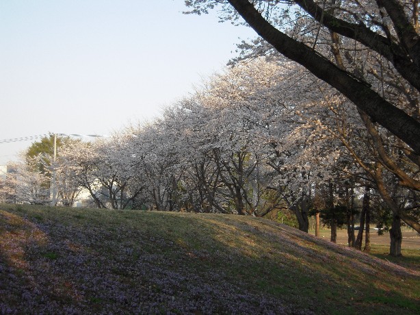 sakura03.jpg